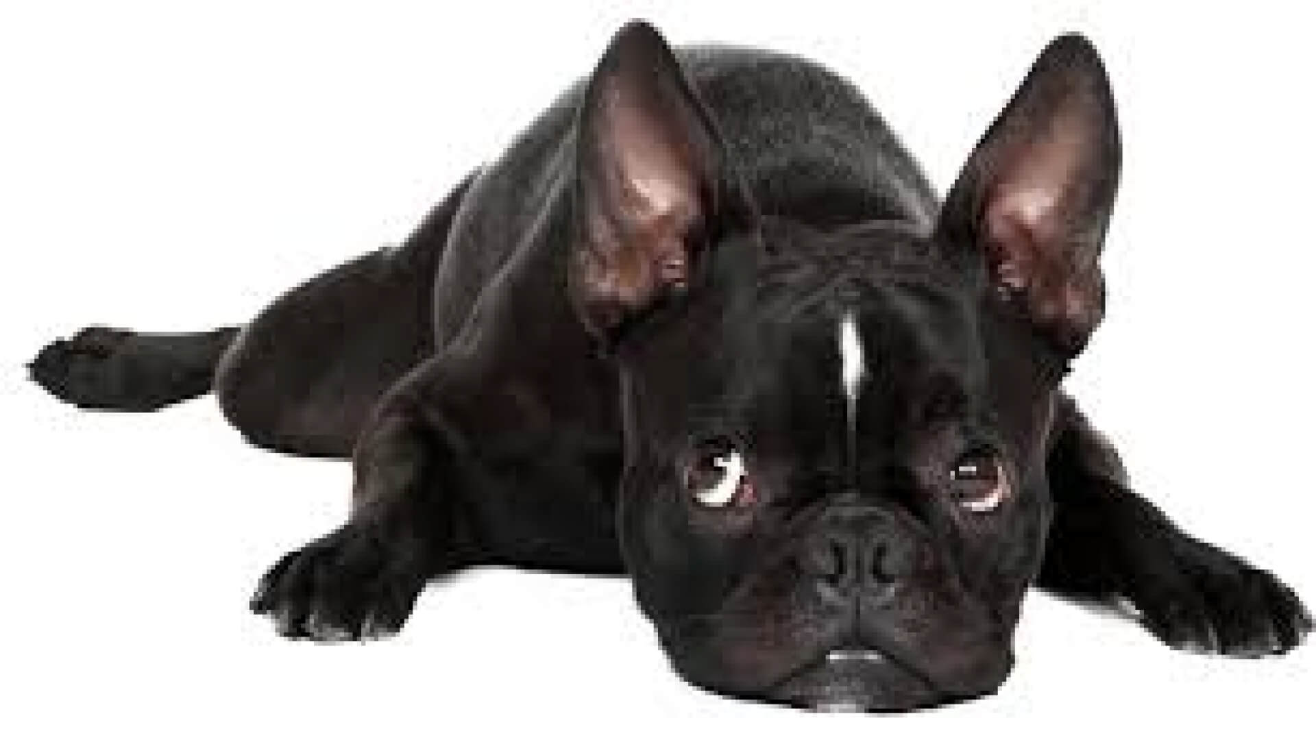 [TH] A004 - 3PlusPremium